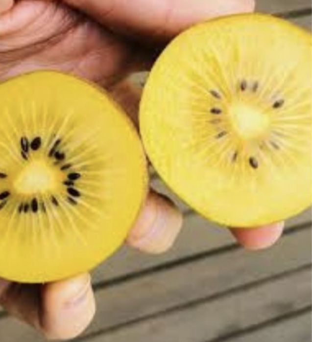 Pomi columnari premium