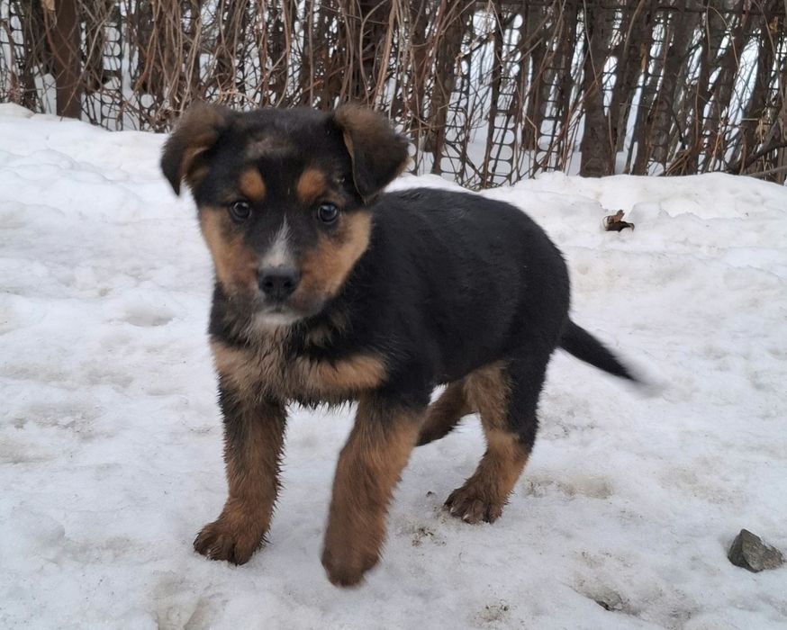 Щенки мальчик и девочка