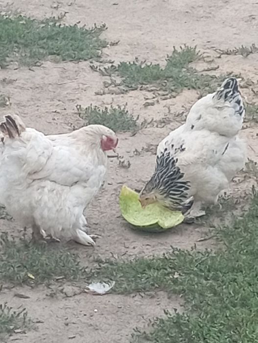 Продам курей брама крупных молодых