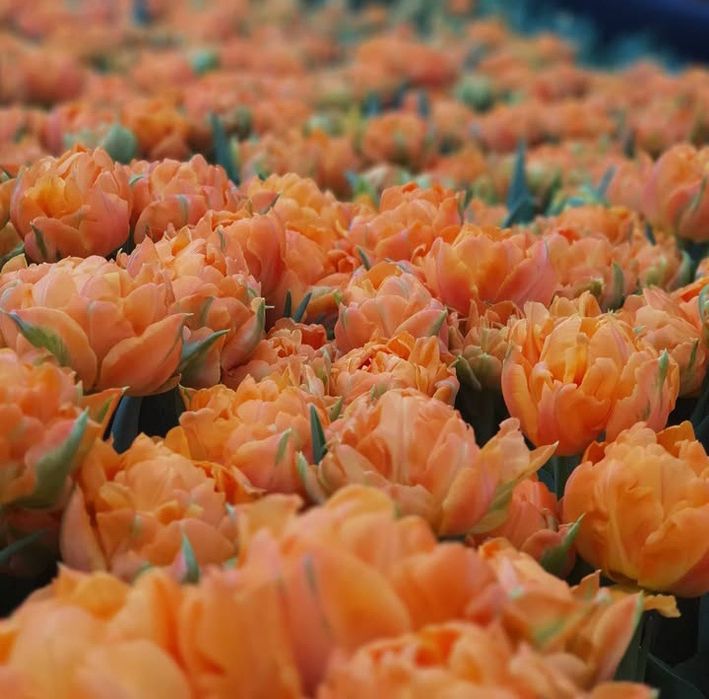 Тюльпаны разные цвета,сорта