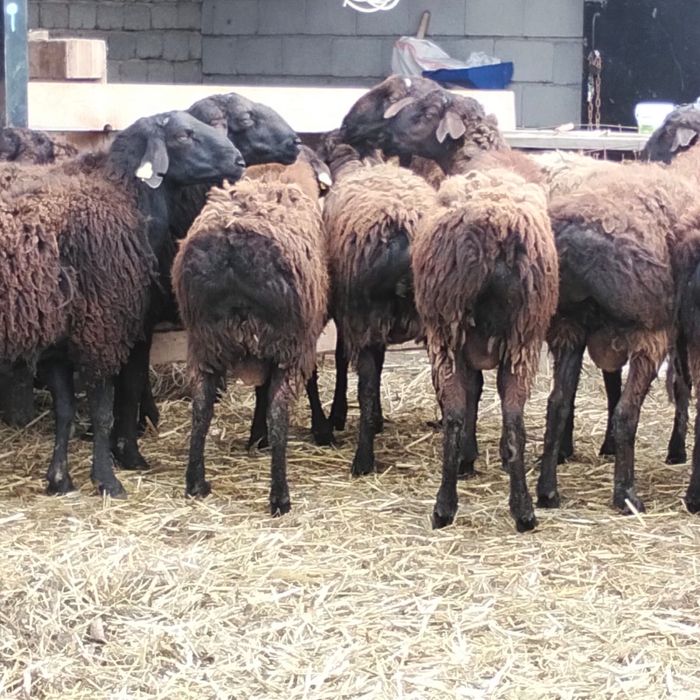 3 жасар Қошқарлар