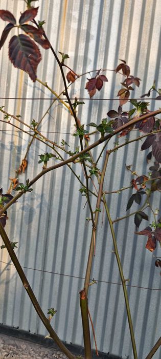 Кусты ежевики, взрослые