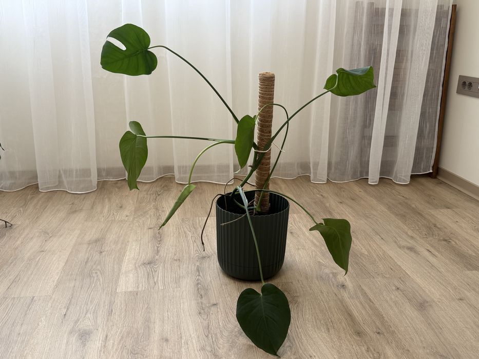 Монстера Делициоса Monstera Deliciosa