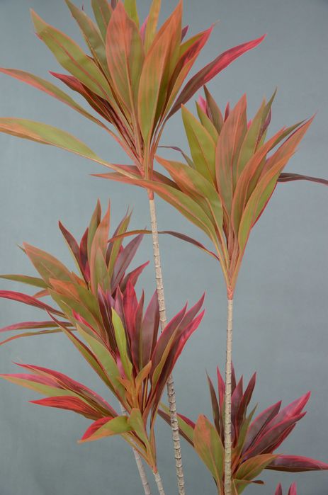 Дерево Кордилина 175см