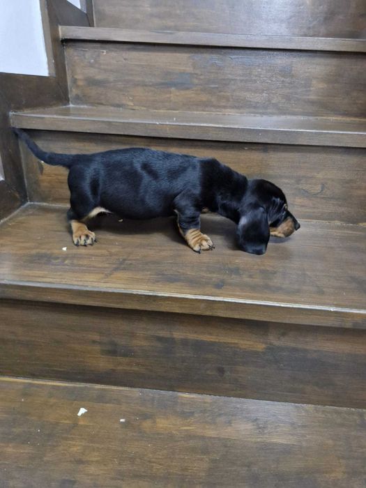 Teckel pui invarsra de 7 saptamani