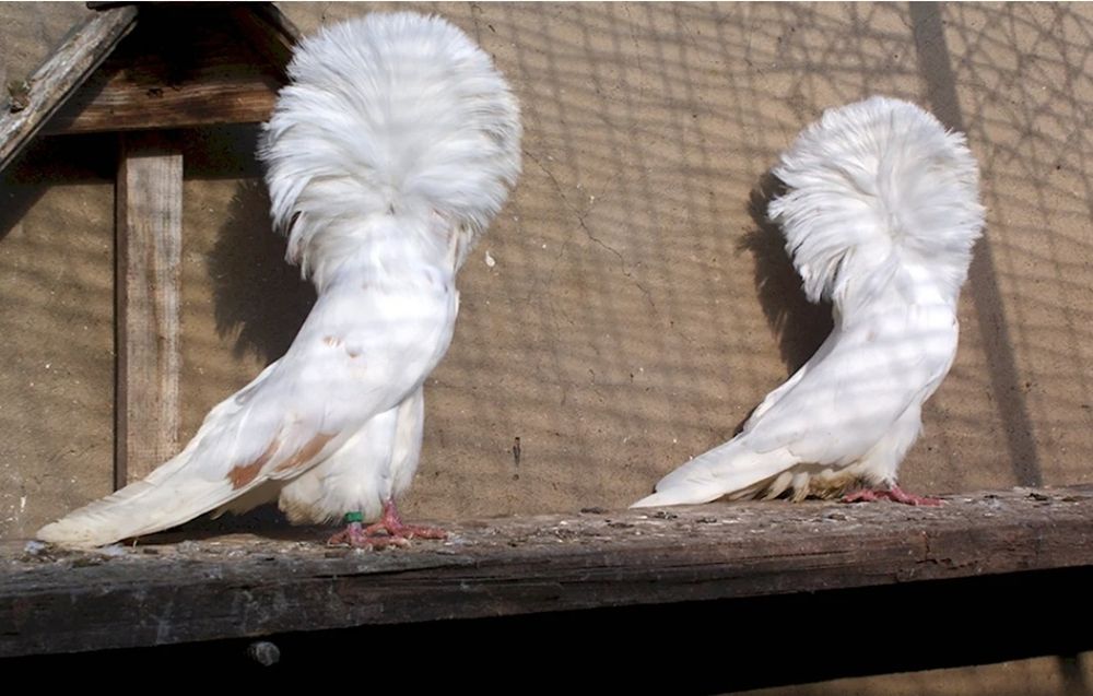 Голуби якобины  .