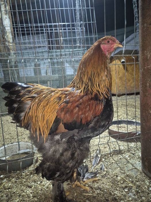 Cocoș Brahma Potarnichiu, Australorp,  Vorverk