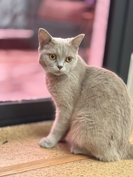 Срочно продаю кошку Британская