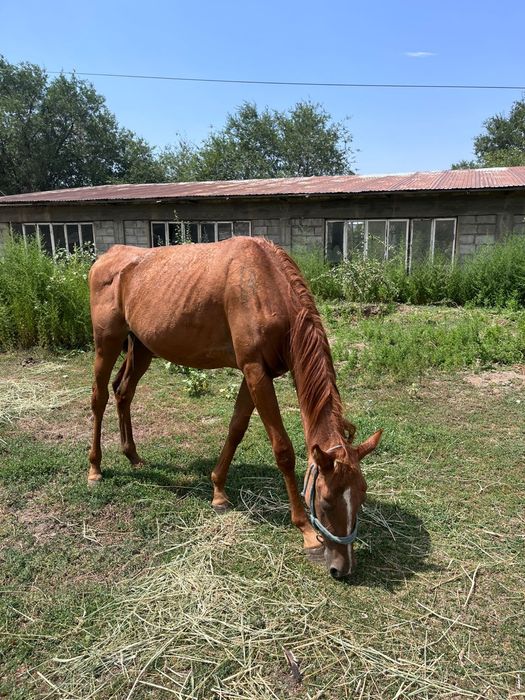 Продам лошадей породистые