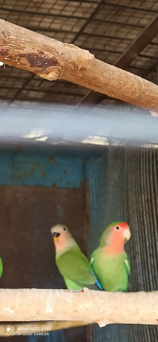 Неразлучники   молодые