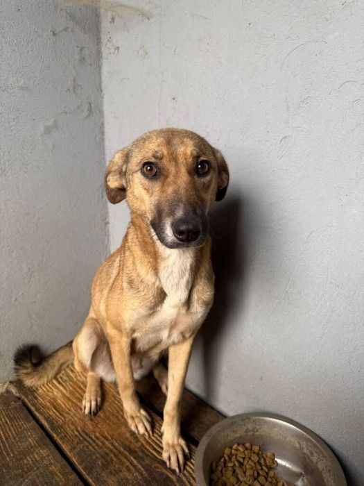 Adopta un caine - un sufletel are nevoie de stapan!