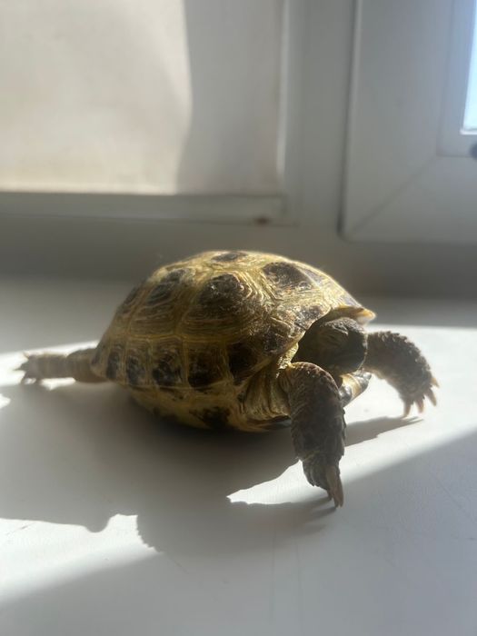 Продается кролик для дома