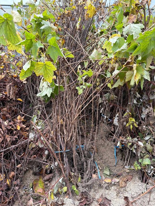 Zmeura remontanta ,mur fara spini,coacaz,agris,afin
