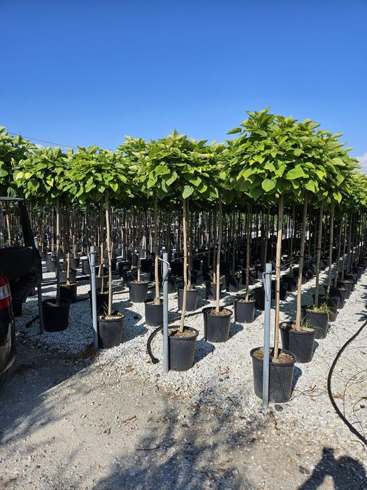 Catalpa globulară toate dimensiunile Transport gratuit