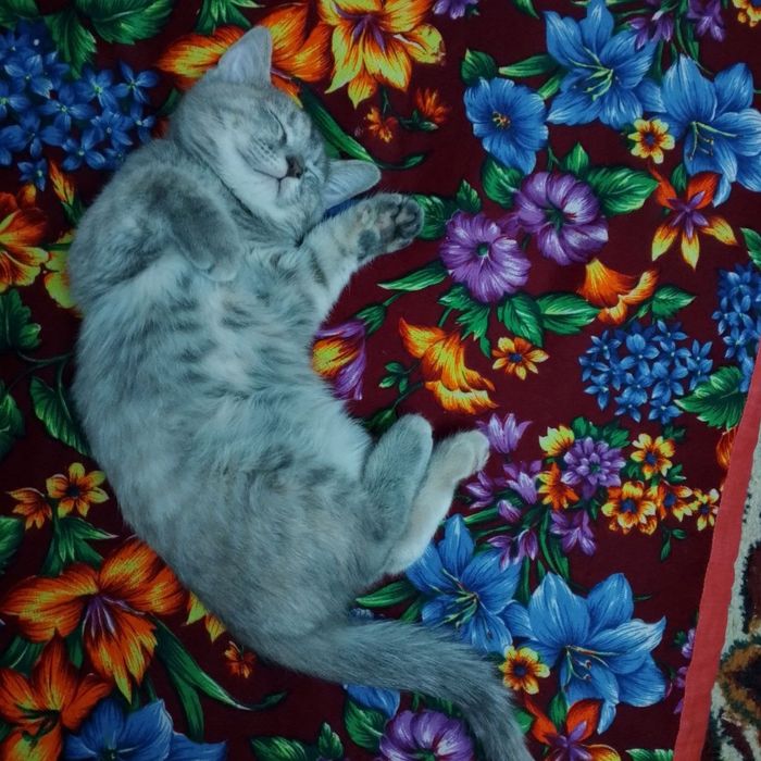 Mushuk sotiladi. 2 yarim oylik.