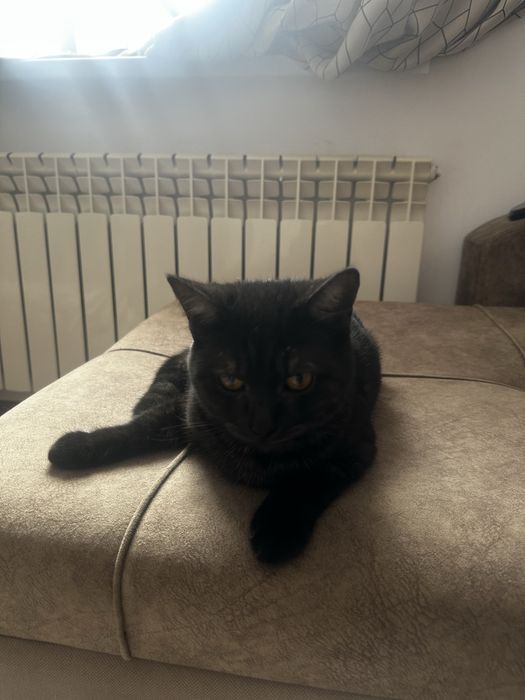 Отдам в добрые руки котенка