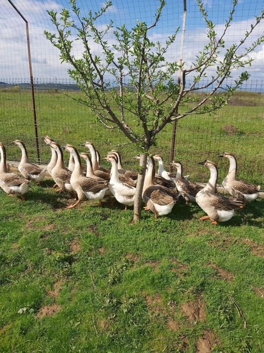 Vand boboci gasca