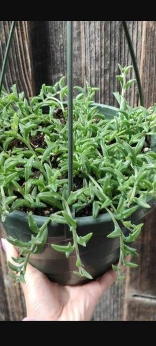 комнатные цветы не дорого