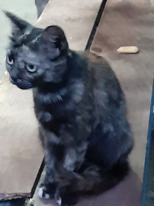 Чудесная девочка в поиске дома