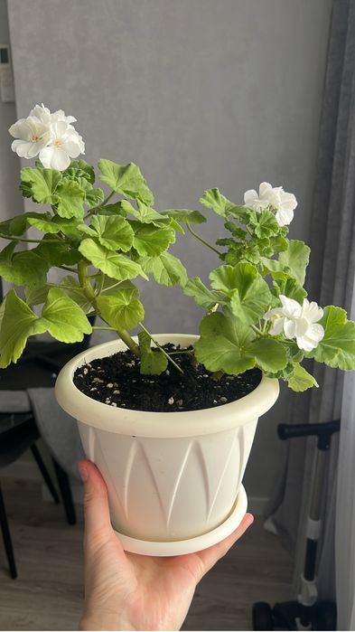 Комнатные цветы и горшки