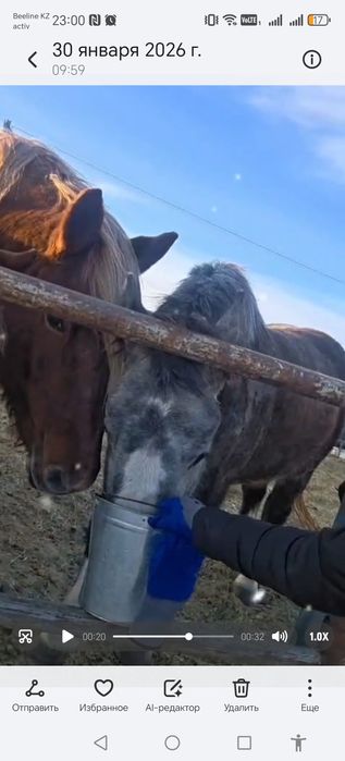 Першеронка кобылка