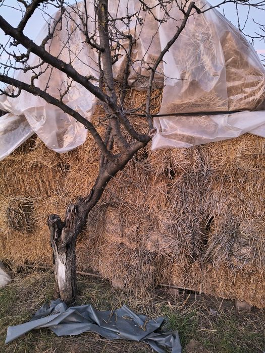 Baloți paie dreptunghiulari