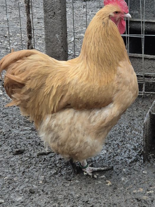 Cocosi orpington galben