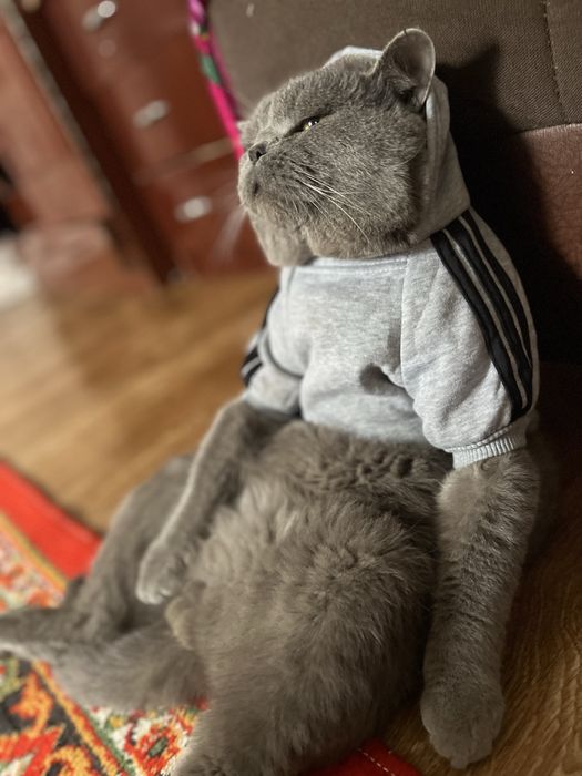 Britanskiy mushugimiz ayol mushuklarni uvhrashuvga chaqiradi