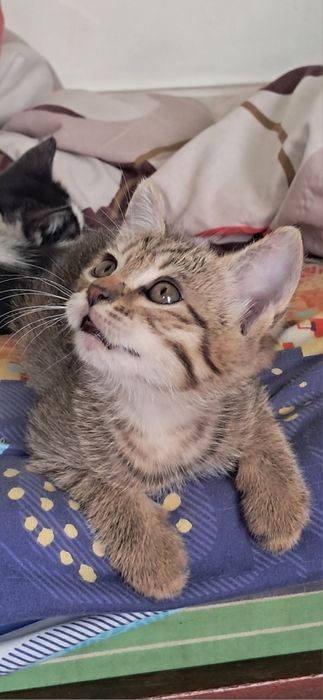 Котята в добрые руки .
