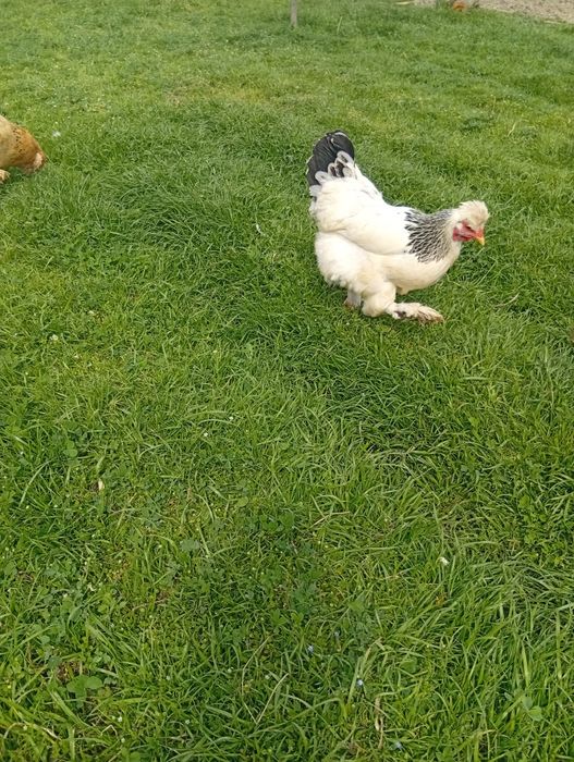 Tuxumlari sotiladi 10 ming