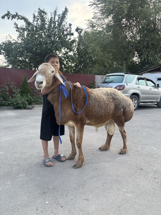 Кошкар Арашанннн