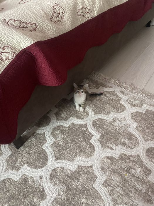 кошка 3-4 месяца