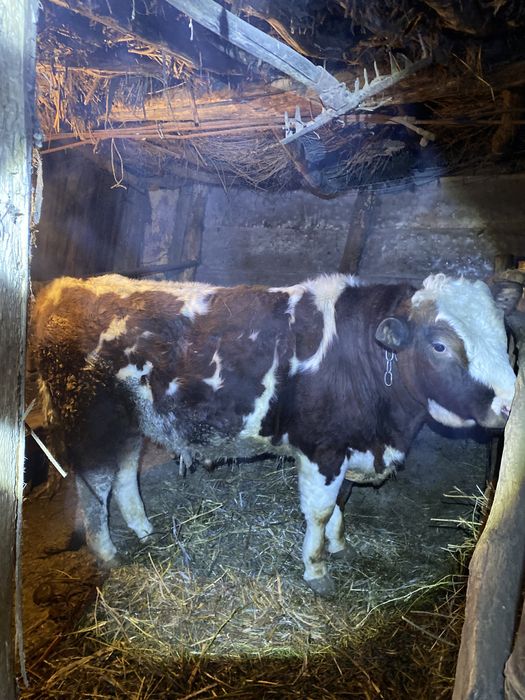 Откорм бұқа 6 бас—(бык)