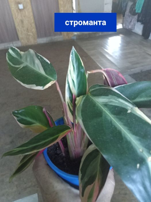 цветы комнатные  ценаот 1500