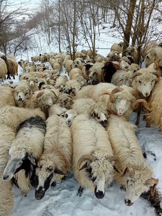 Oi de origine cu acte