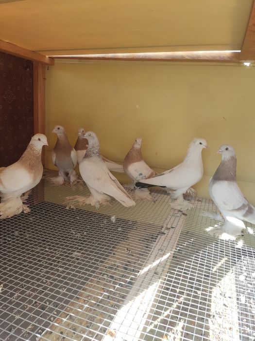 Голуби разных мастей