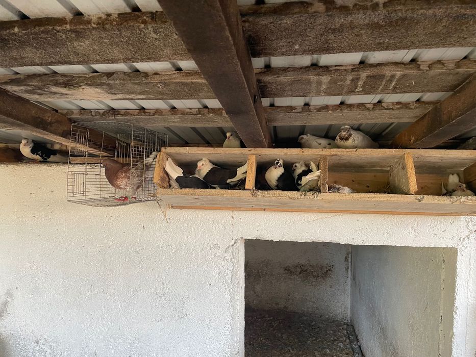 Vând porumbei jucători de amara