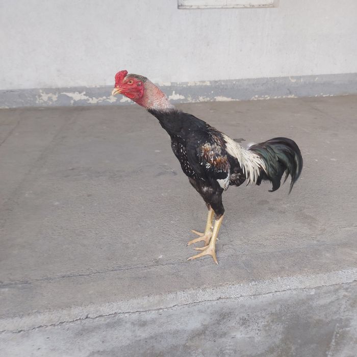 Шамо Корейц Атлас джужа июнски