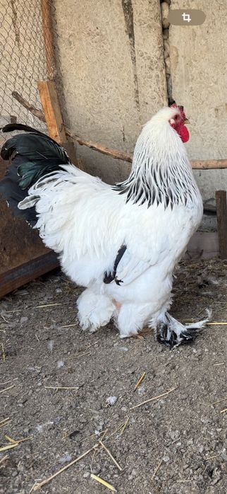 Петух Брама 1 штук