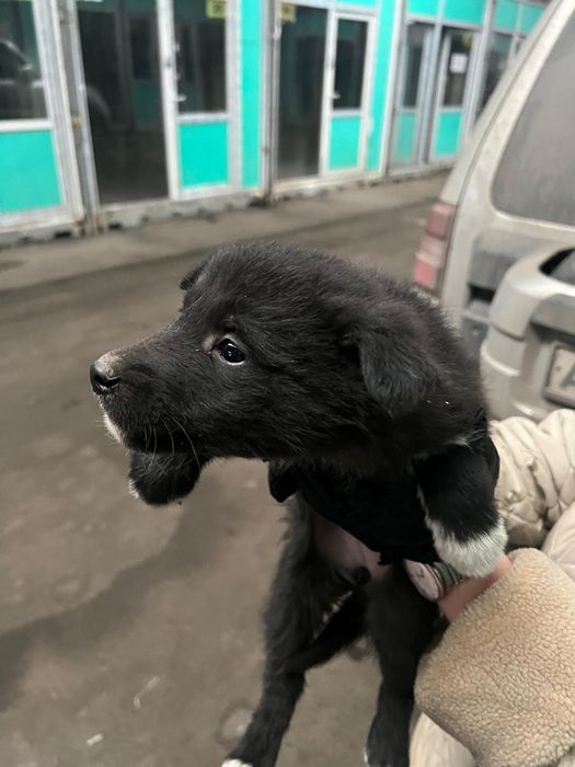Щенок звонок девочка 2 месяца