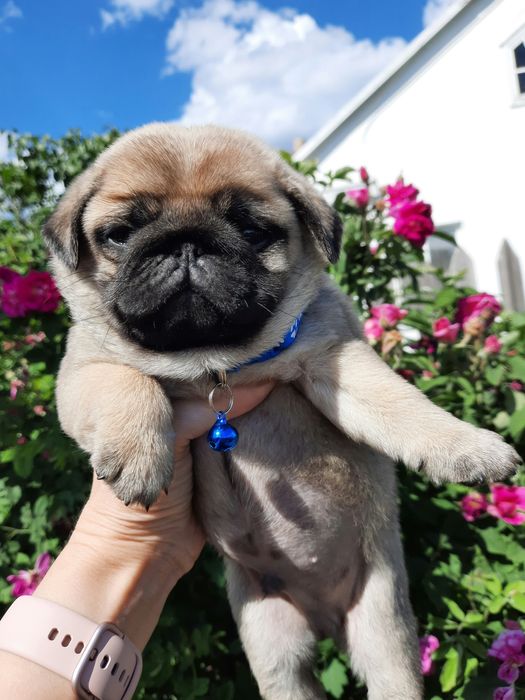 Хорошенькие щеночки мопса