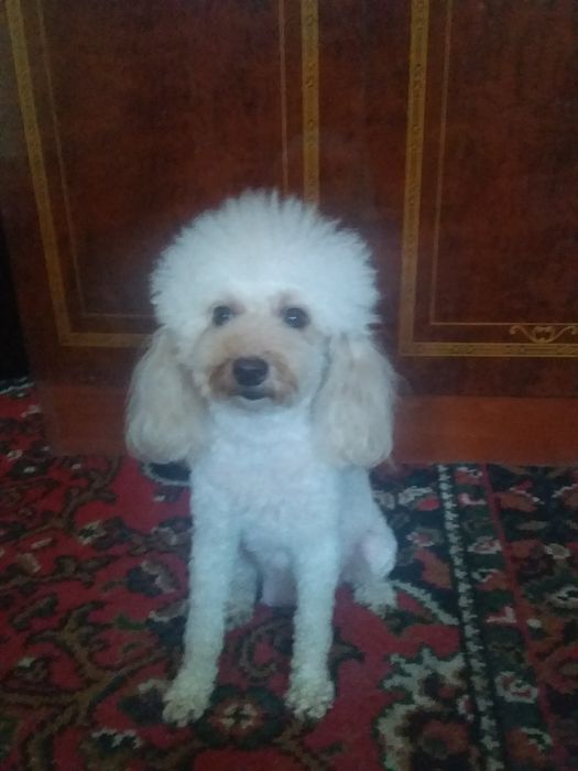 Продаётся той пудел