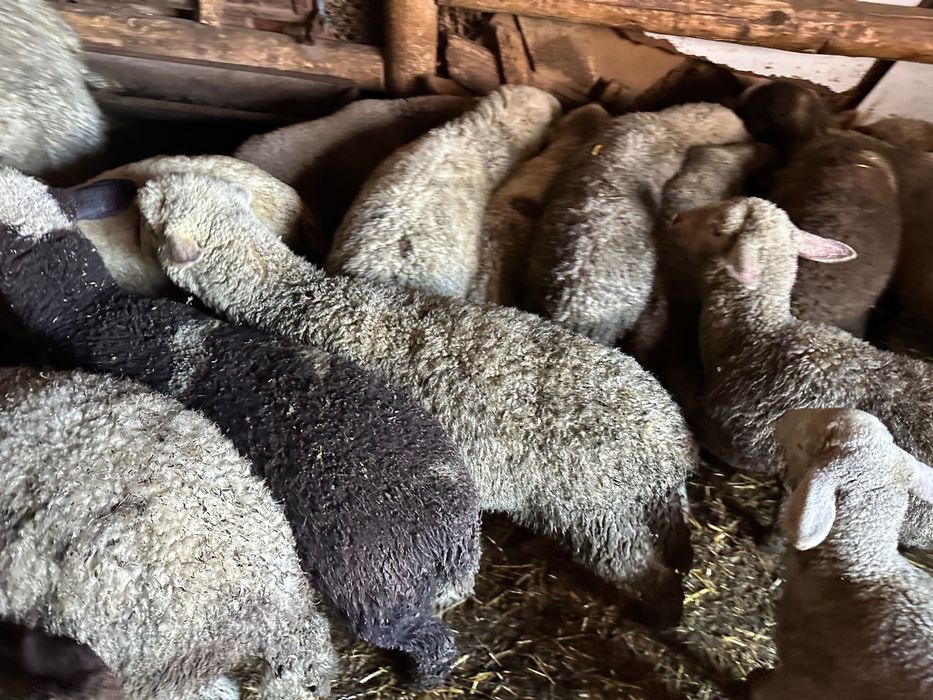 Агнета около 25 кг