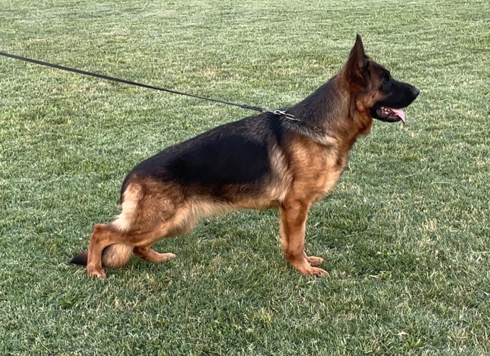 Femela ciobanesc german cu pedigree top