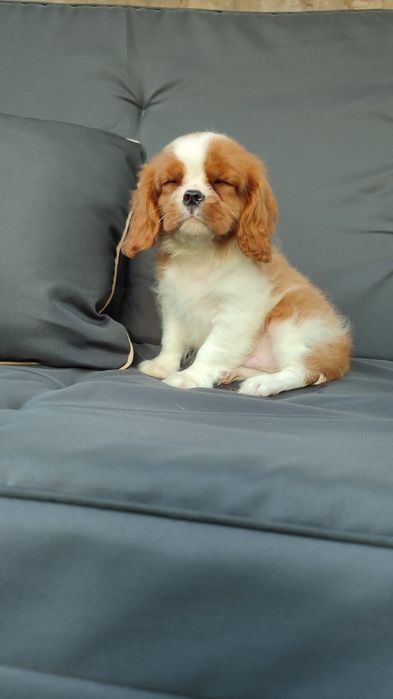 Чарльз Кинг спаниель