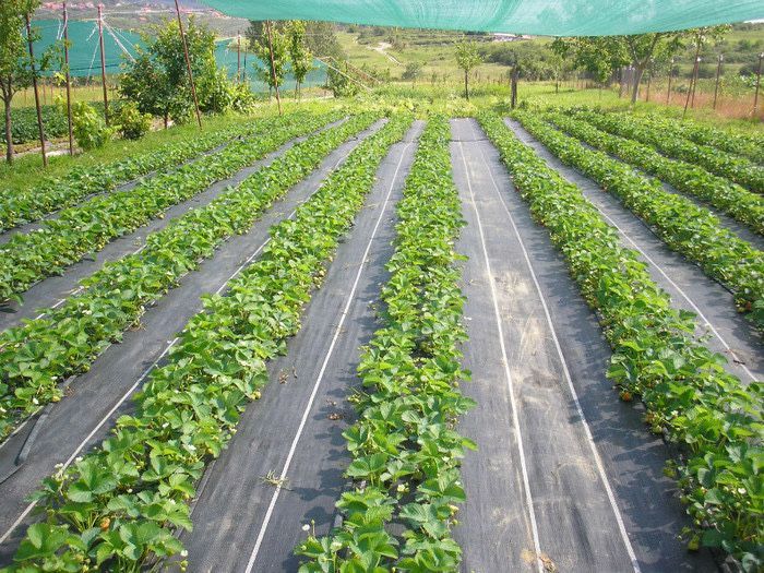 Folie MULCIRE AGROTEXTIL= ANTI BURUIENI 5.15x100m=1.300 lei, Garantie