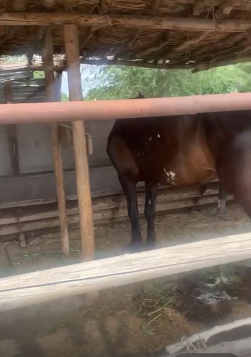 Фазенда сатамынн