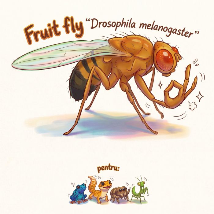 Vand culturi cu Drosophila melanogaster