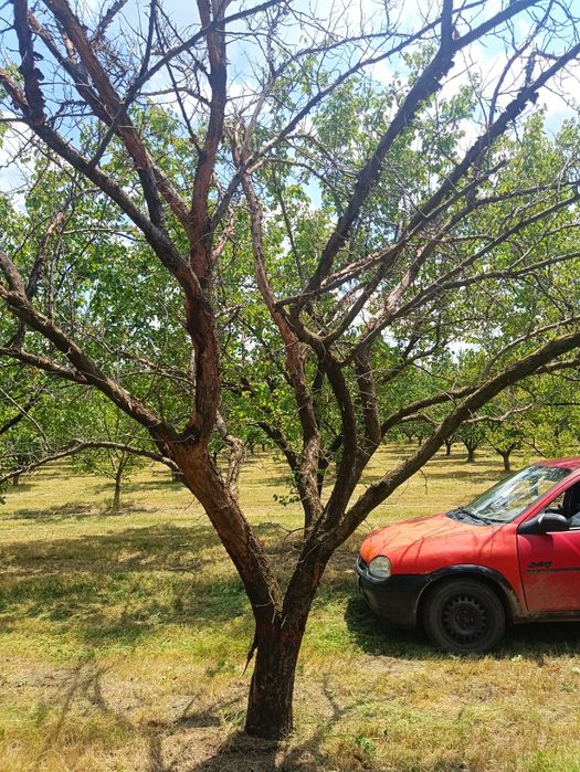 Рязане на дърва за печка.Поваляне и разкрой .