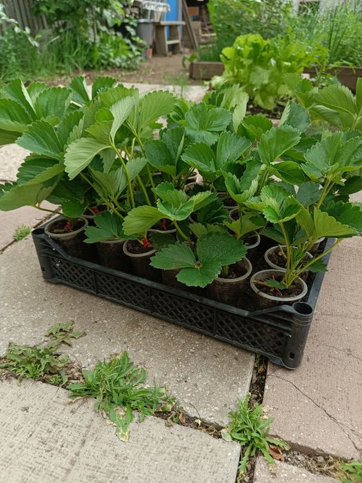 Продам рассаду клубники